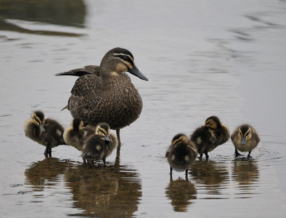 Pacific Black Duck - ML644449443