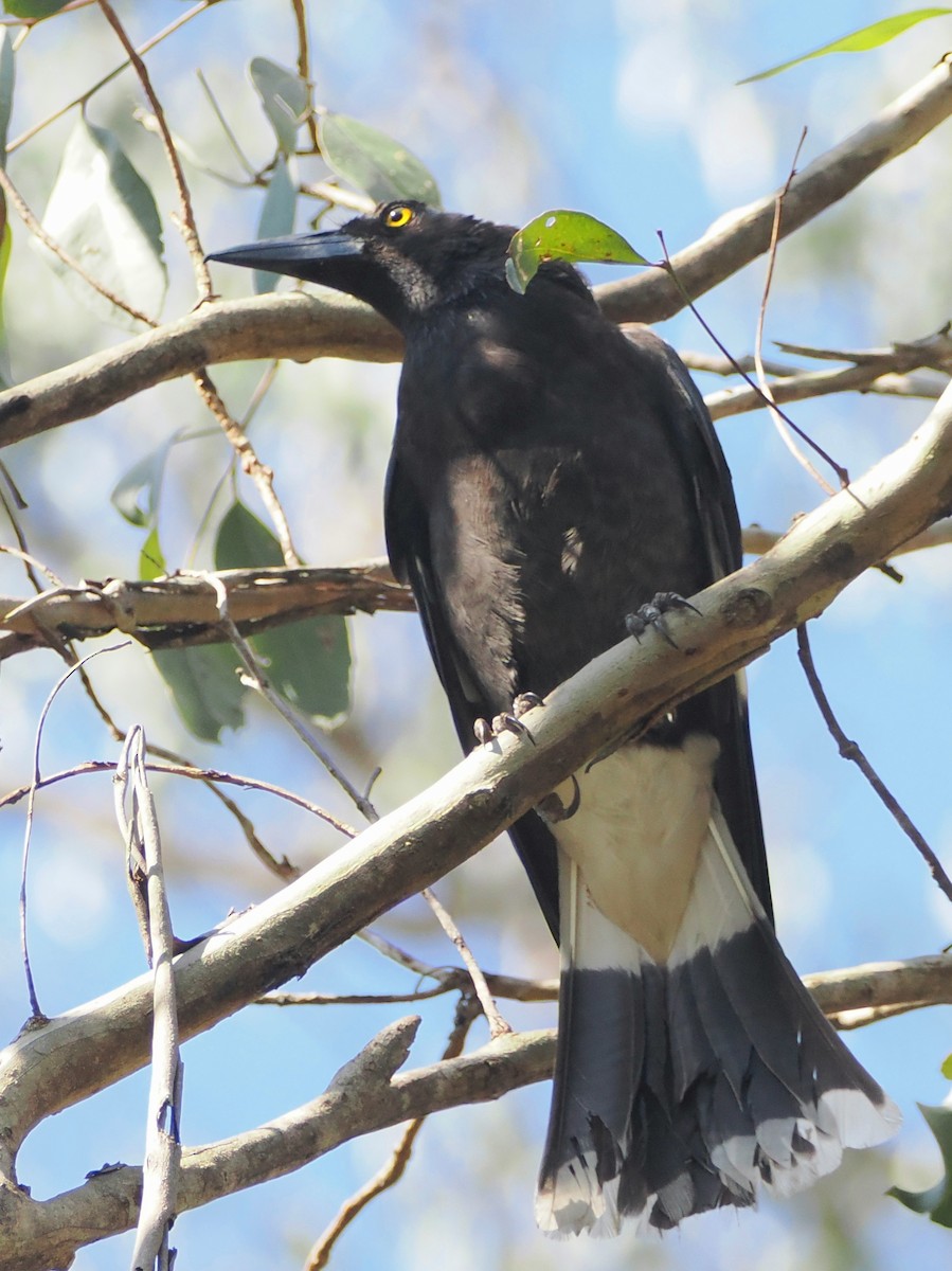 Pied Currawong - ML644449457