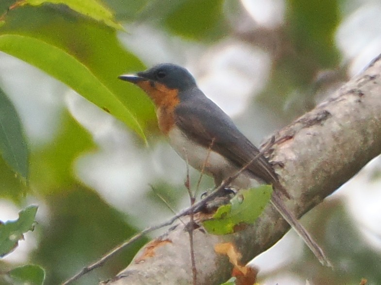 Leaden Flycatcher - ML644449460