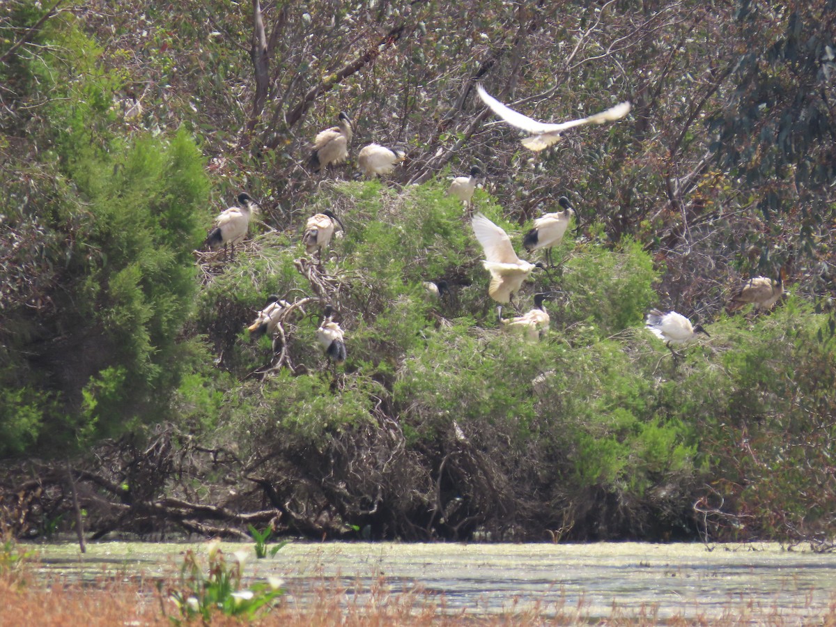 Ibis à cou noir - ML644449462