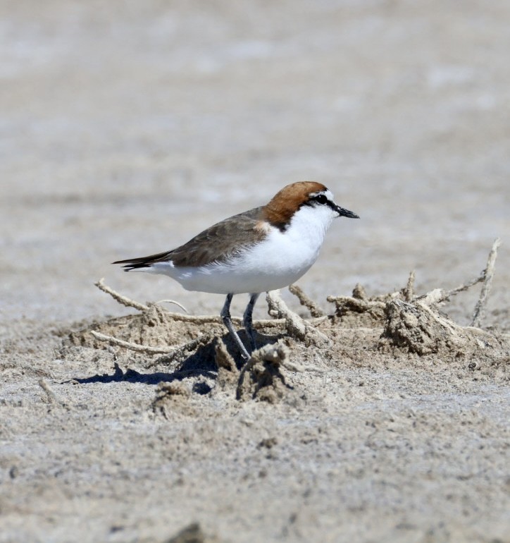 Red-capped Plover - ML644449463