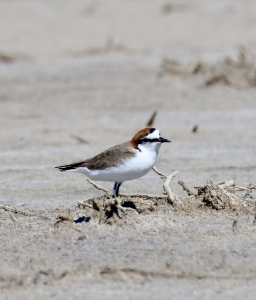 Red-capped Plover - ML644449464