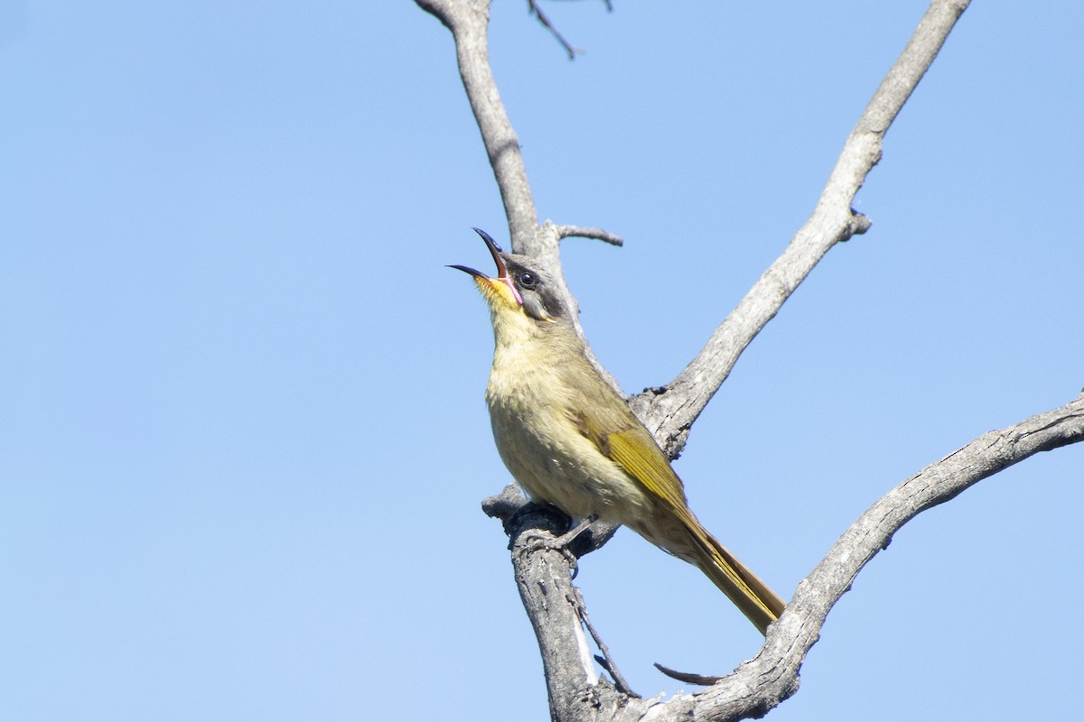 Purple-gaped Honeyeater - ML644449474