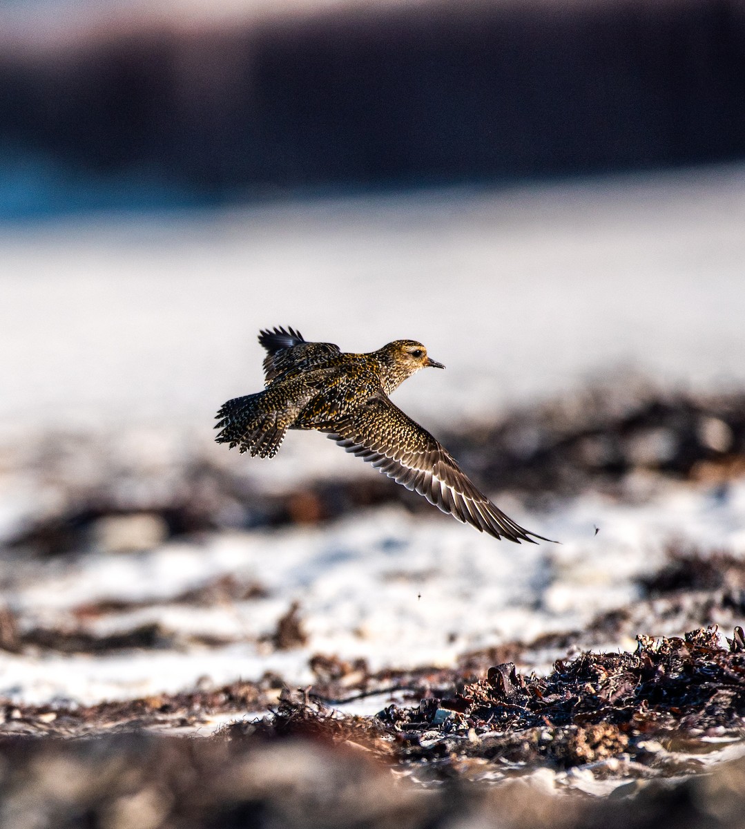 Сивка звичайна - ML644449482