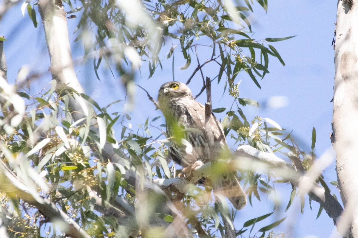 Barking Owl - ML644449484