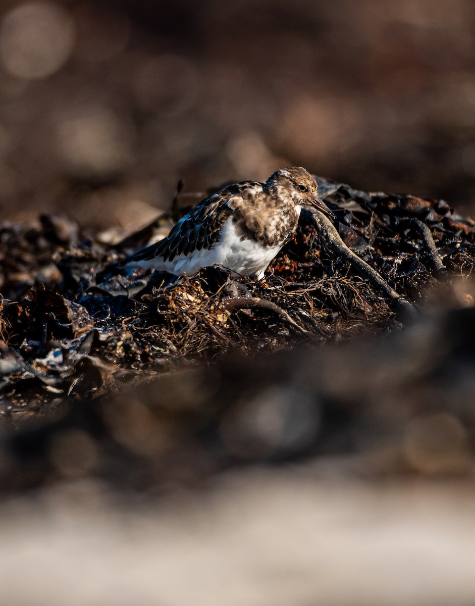 翻石鷸 - ML644449493