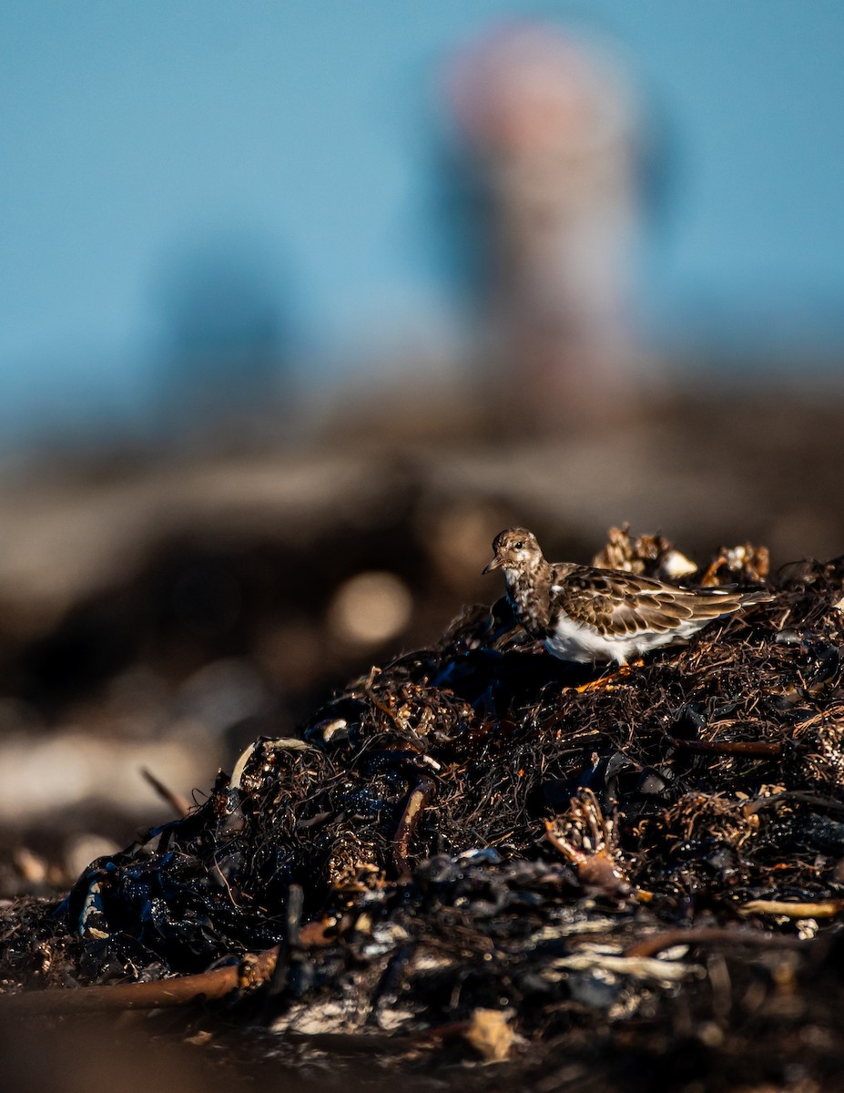 翻石鷸 - ML644449494