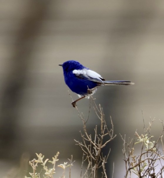 White-winged Fairywren - ML644449500