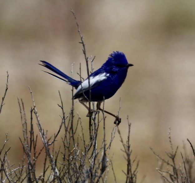 White-winged Fairywren - ML644449501
