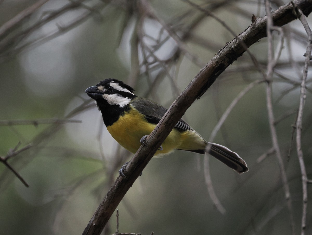 Doğulu Kerpetenkuşu - ML644449504