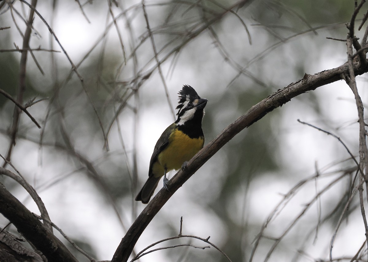 Doğulu Kerpetenkuşu - ML644449505