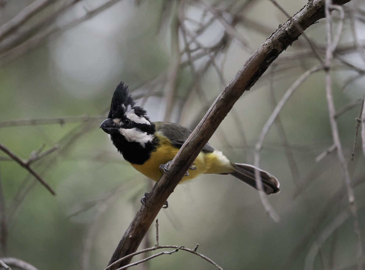 Doğulu Kerpetenkuşu - ML644449506