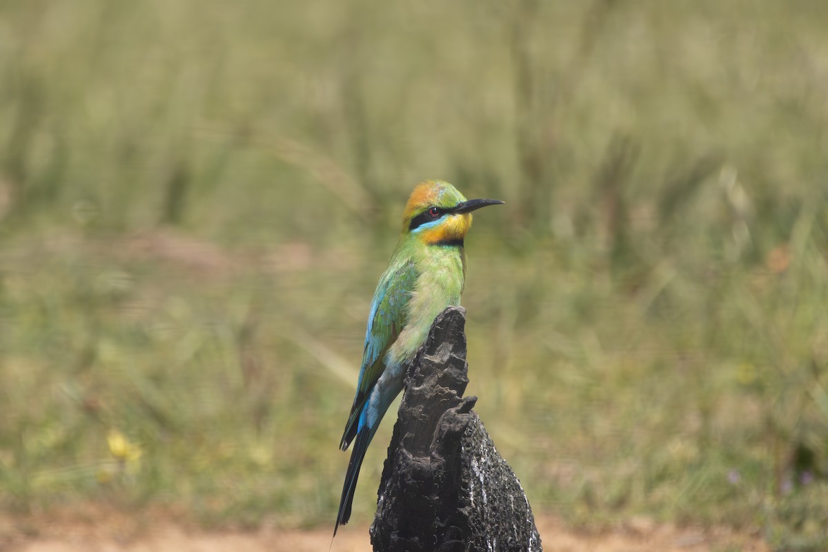 Радужная щурка - ML644449507