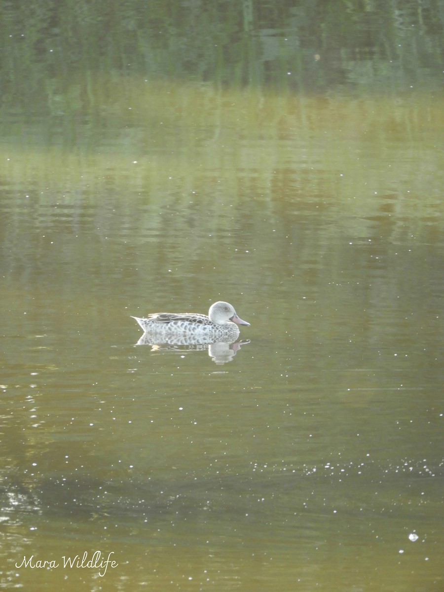 アカハシコガモ - ML644449508