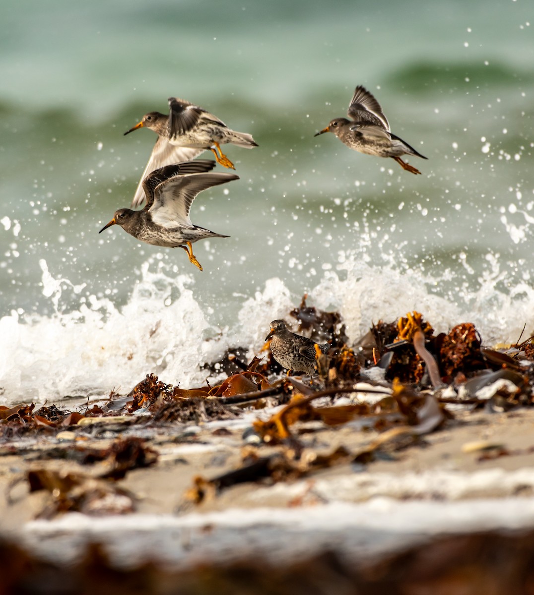 Purple Sandpiper - ML644449509