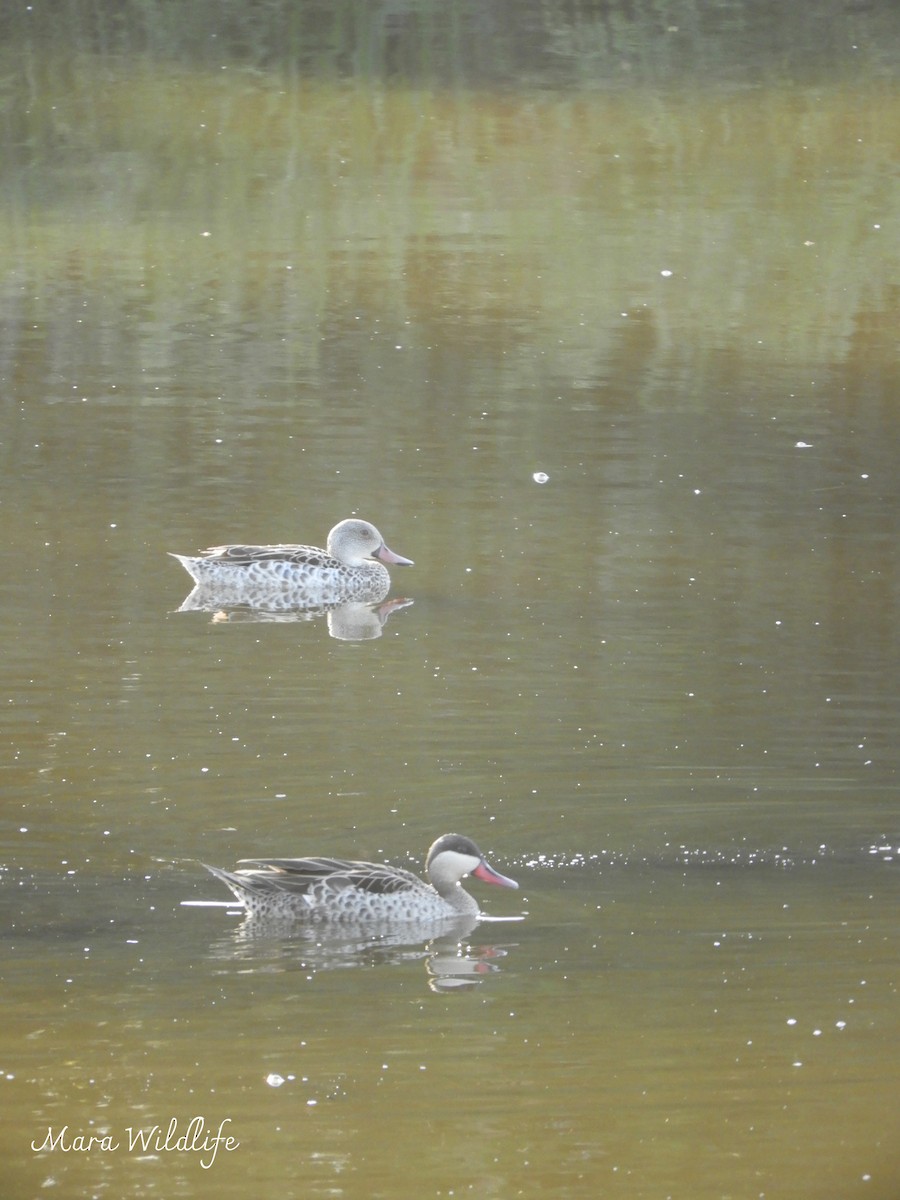 Red-billed Duck - ML644449511