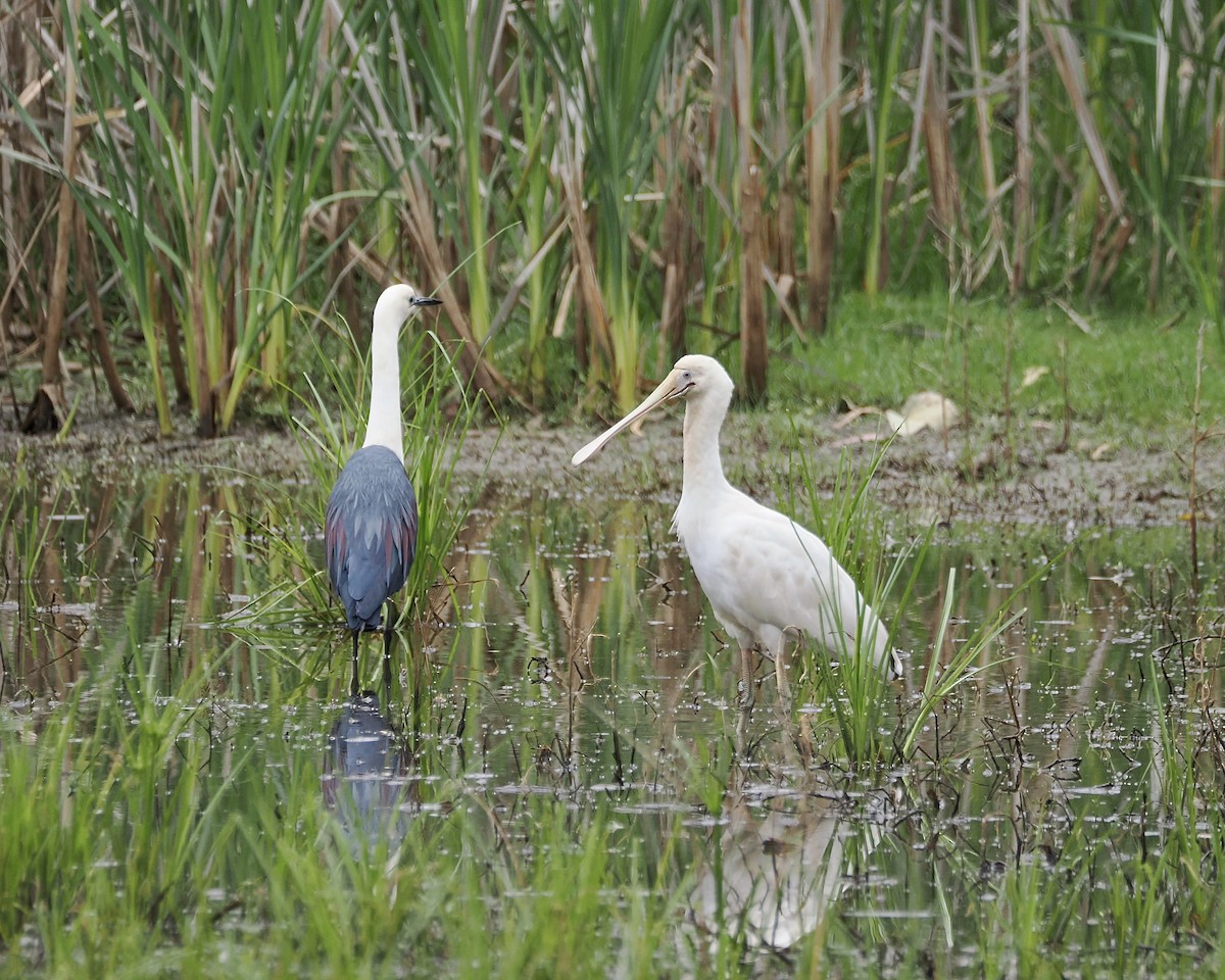 Yellow-billed Spoonbill - ML644449513