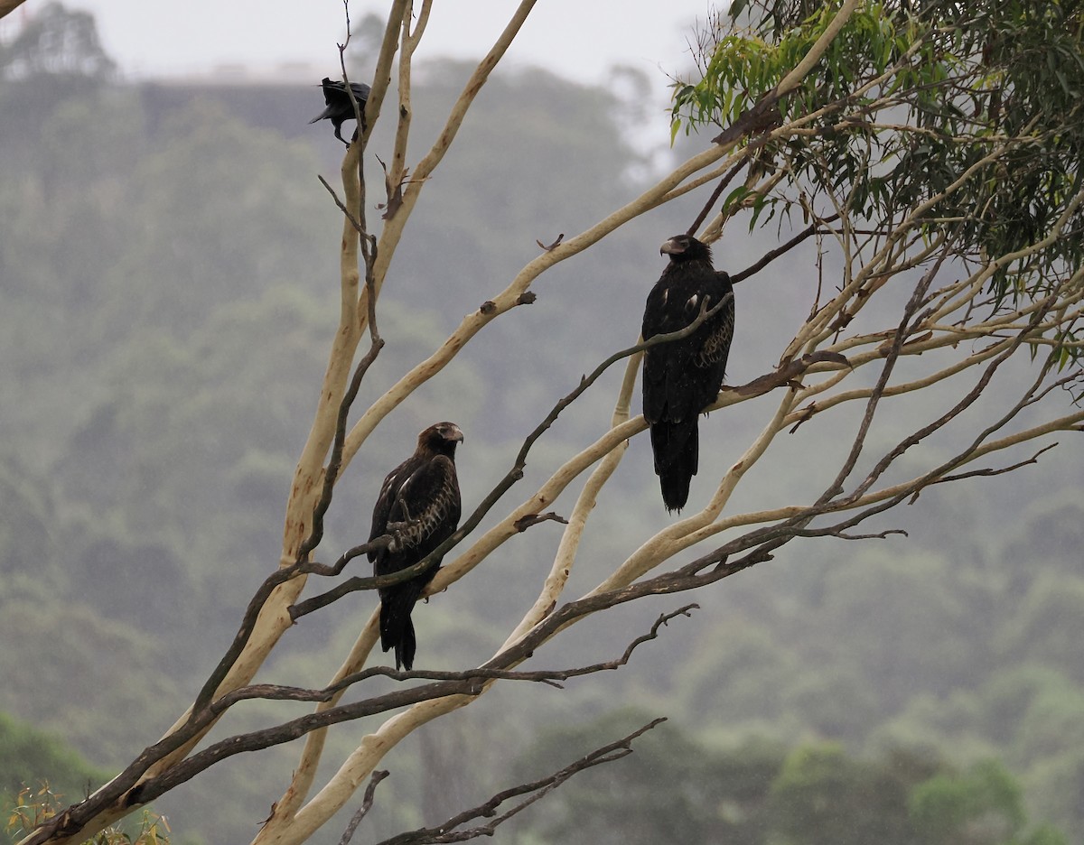 Wedge-tailed Eagle - ML644449515