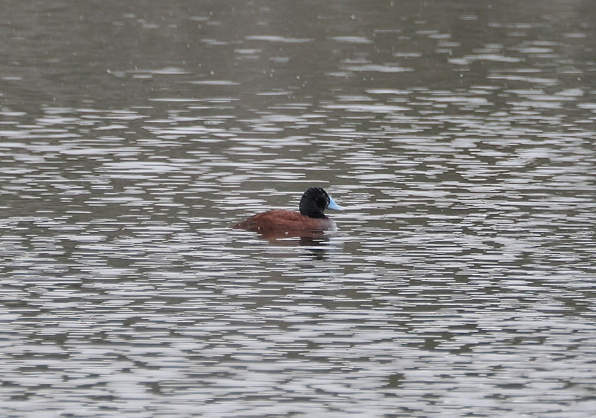 Blue-billed Duck - ML644449518