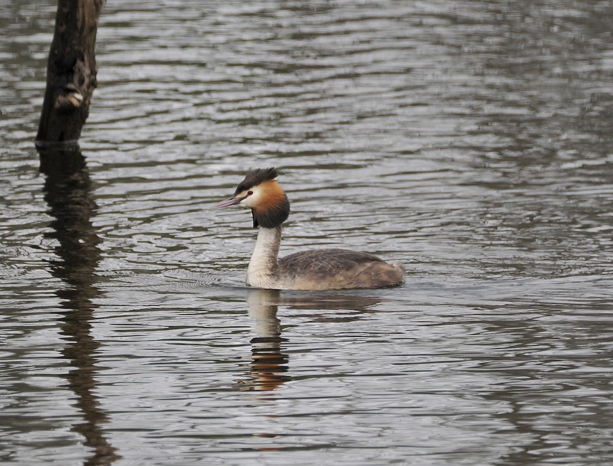 Great Crested Grebe - ML644449521