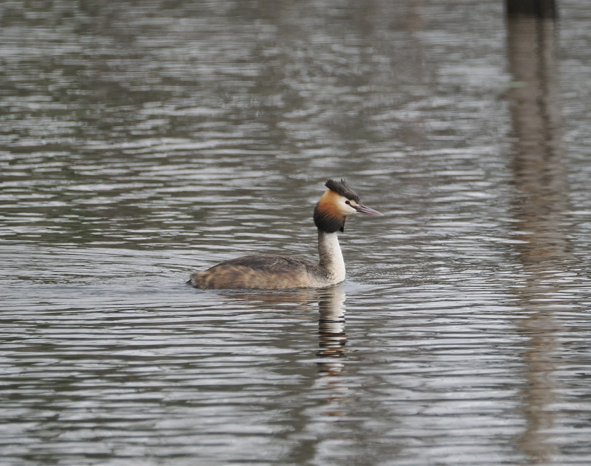 Great Crested Grebe - ML644449522