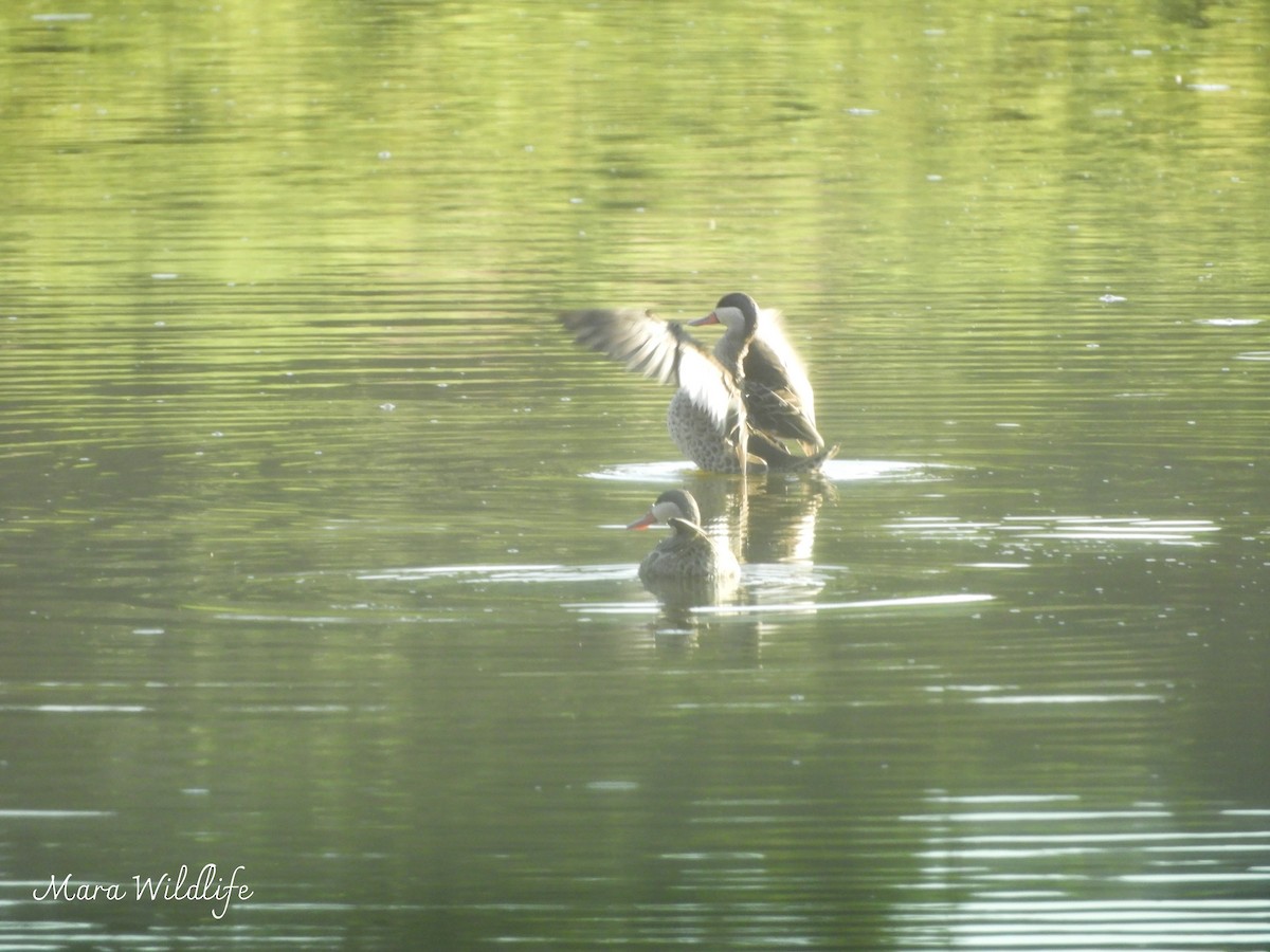 Red-billed Duck - ML644449529