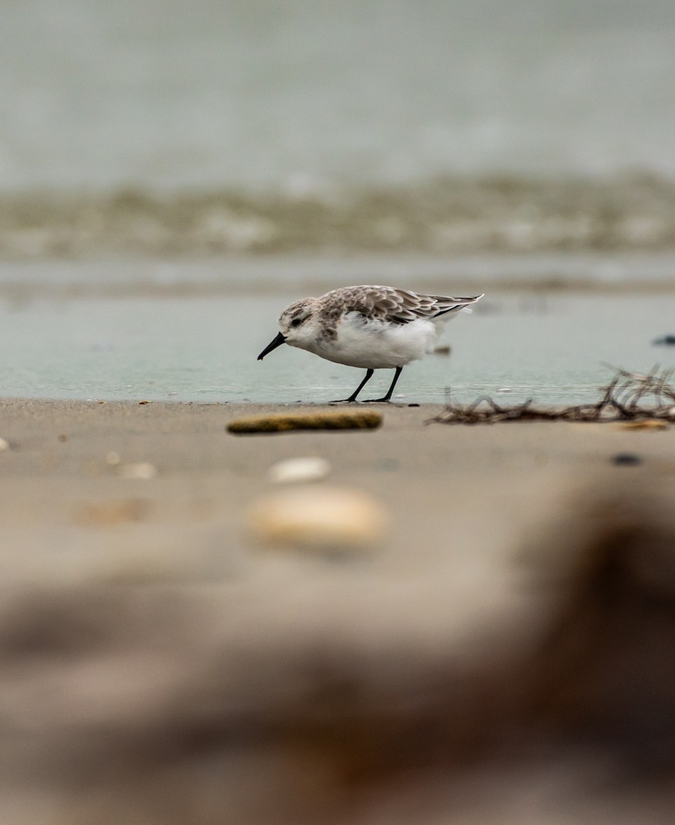 三趾濱鷸 - ML644449530