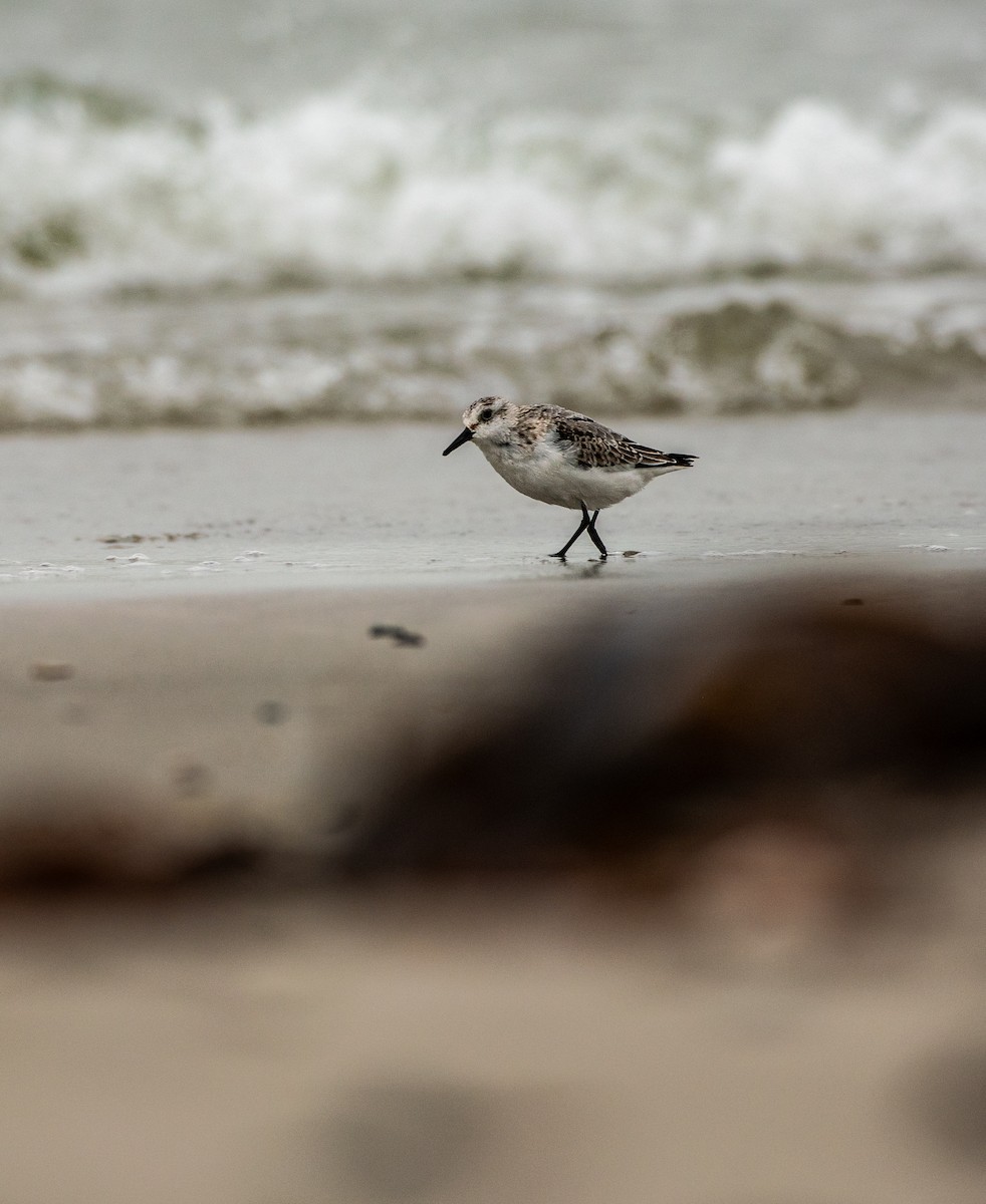 三趾濱鷸 - ML644449531