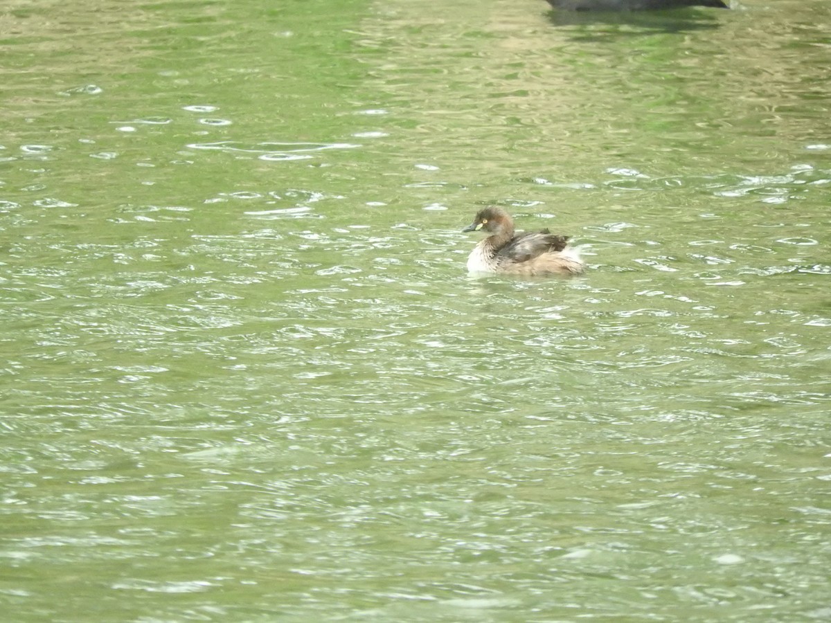 Australasian Grebe - ML644449534