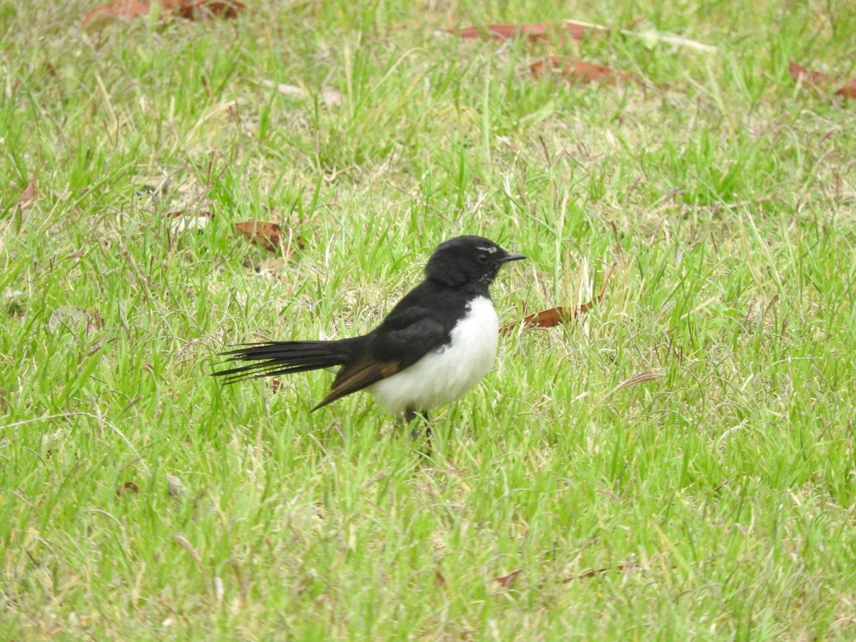 Willie-wagtail - ML644449535
