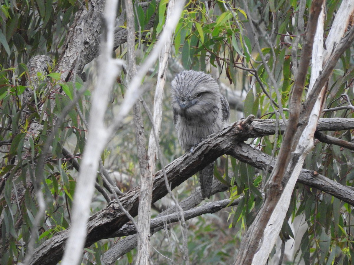 Tawny Frogmouth - ML644449536