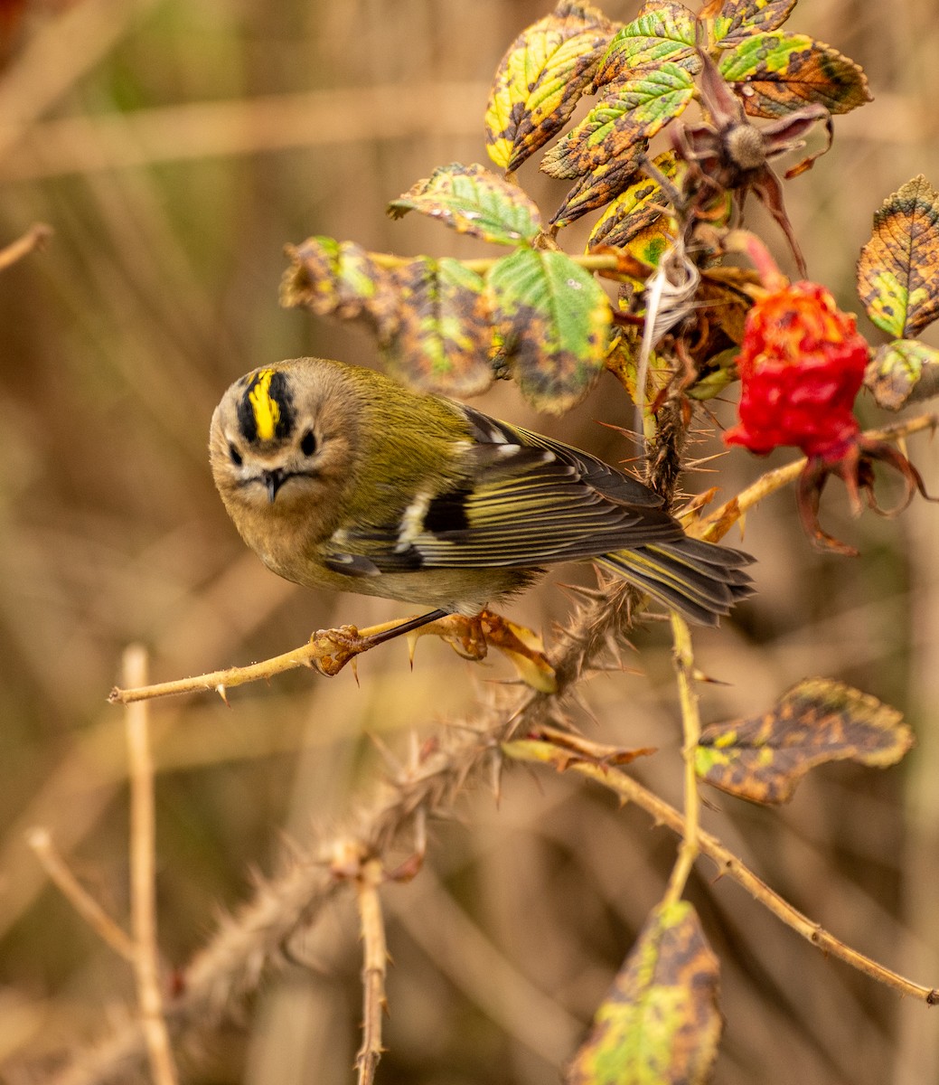 戴菊鳥 - ML644449538