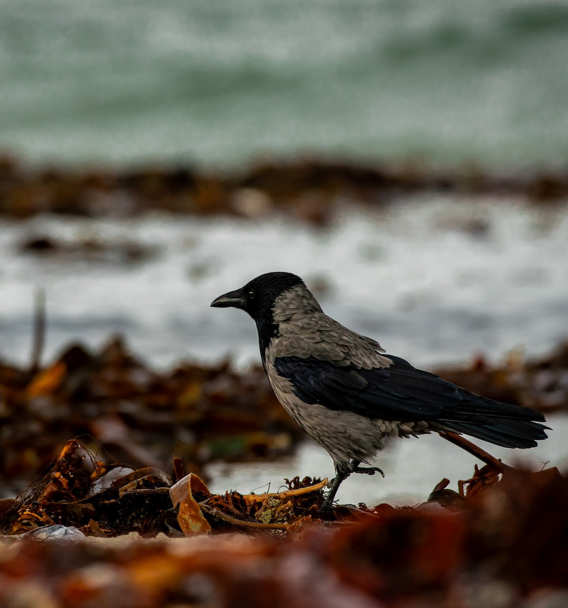 Hooded Crow - ML644449543