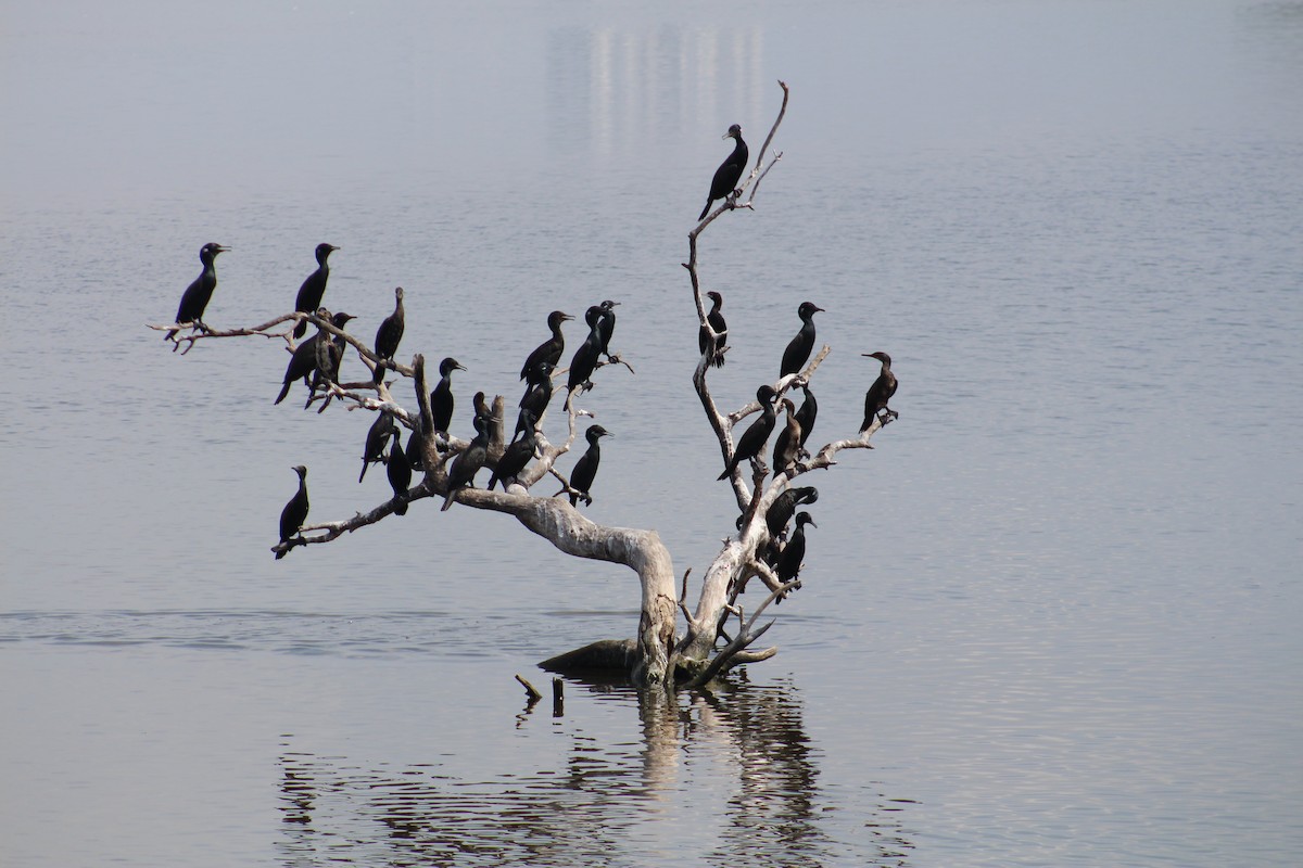 Little Cormorant - ML644449545
