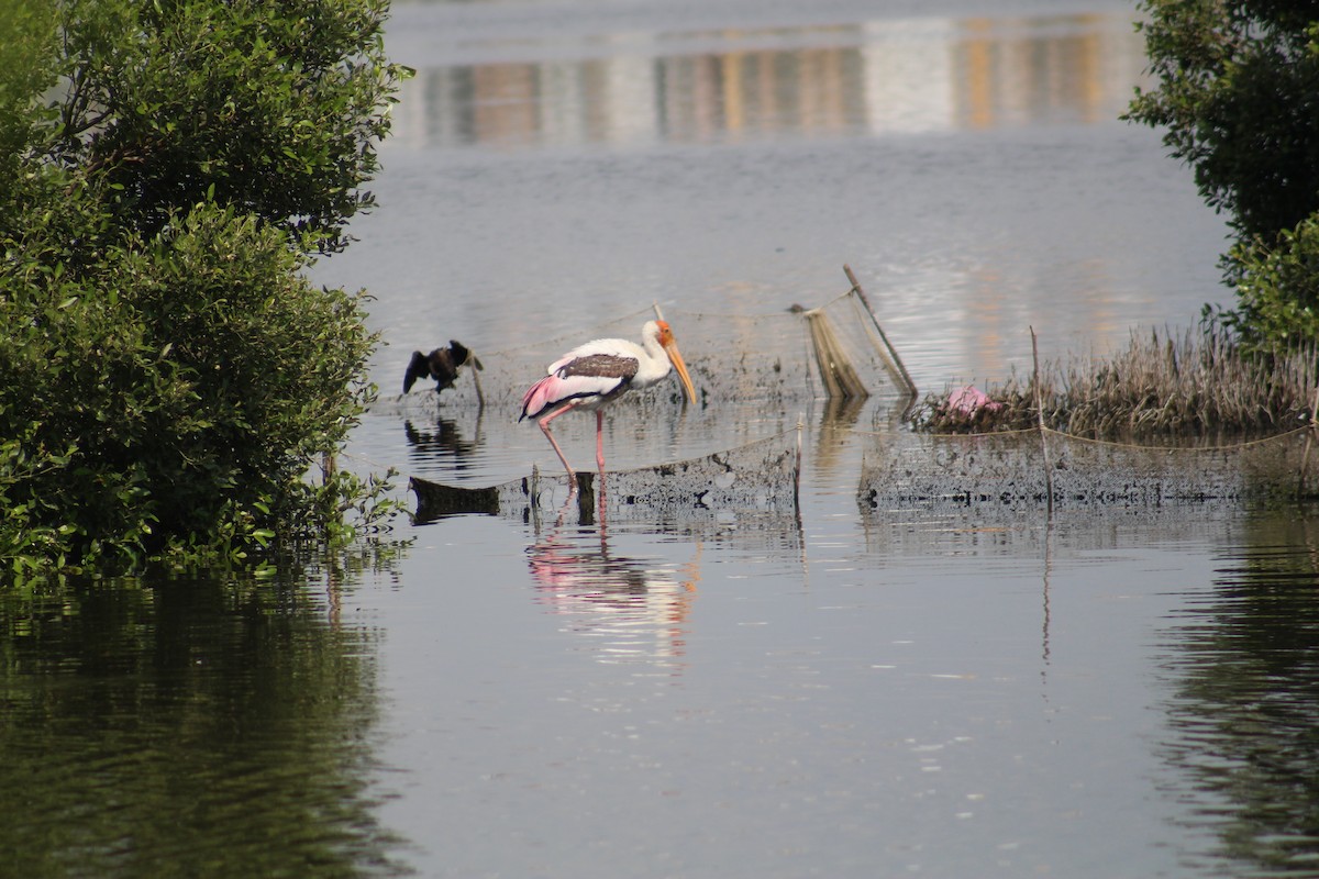Painted Stork - ML644449547