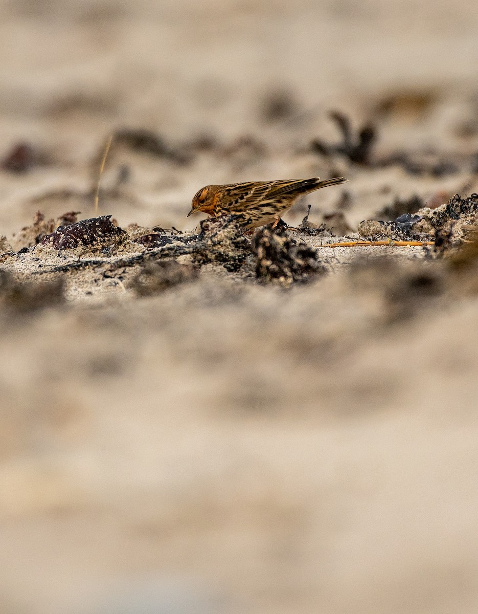 赤喉鷚 - ML644449548