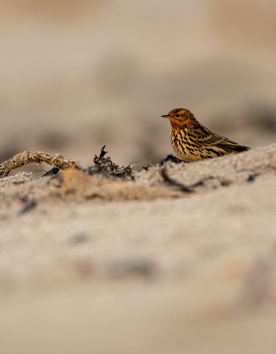 赤喉鷚 - ML644449549