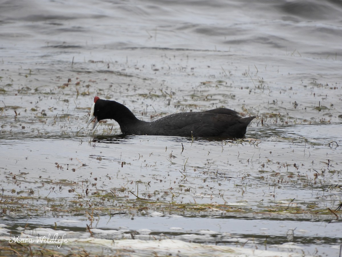 Red-knobbed Coot - ML644449551