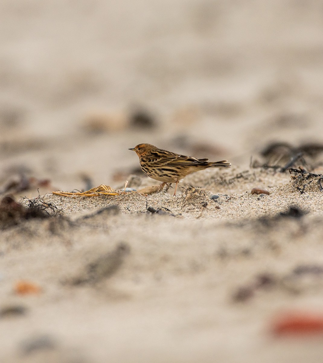 赤喉鷚 - ML644449552