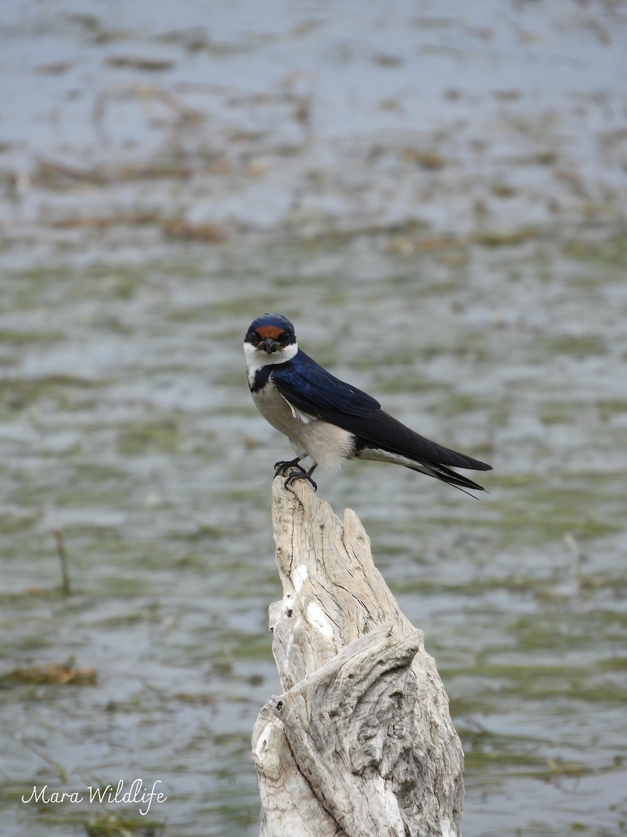 White-throated Swallow - ML644449554