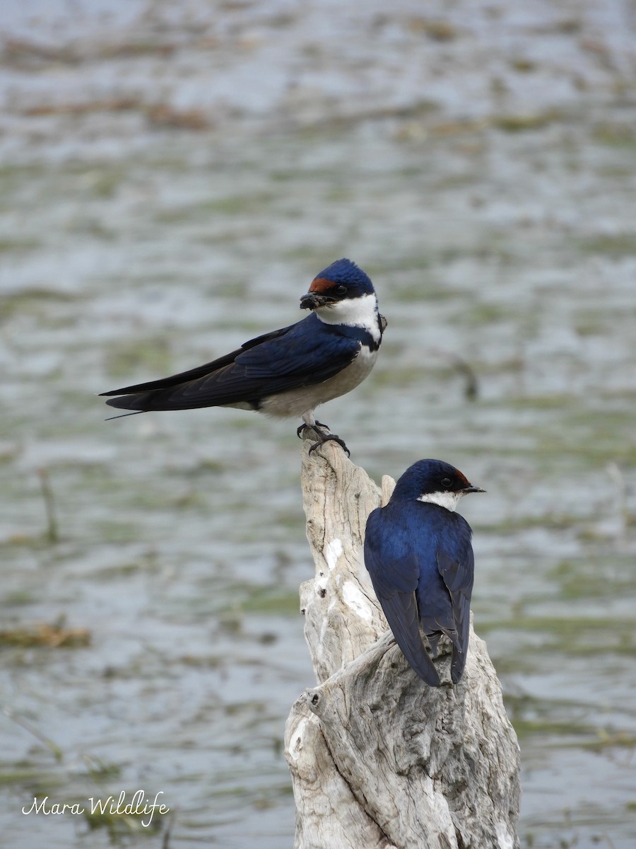 White-throated Swallow - ML644449555