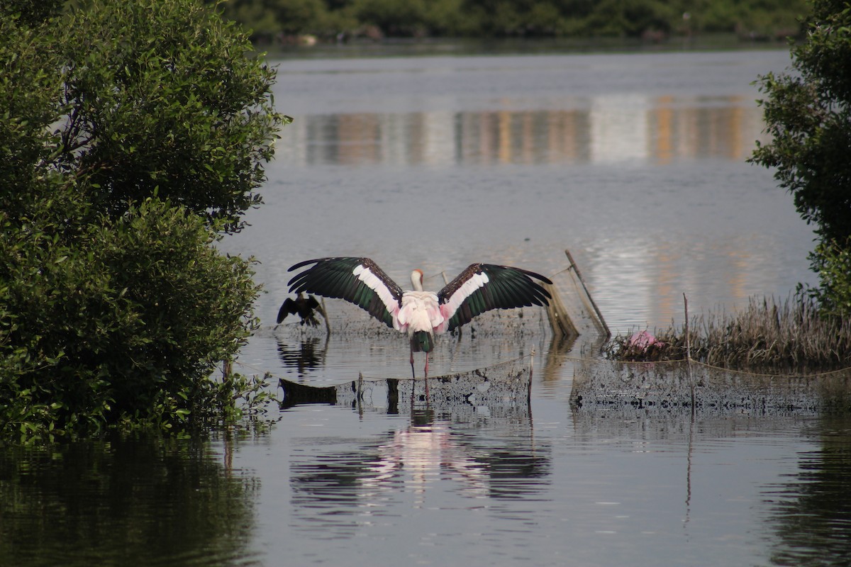 Painted Stork - ML644449556