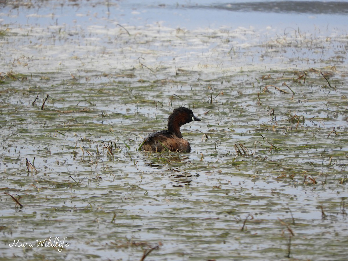 Хурган шунгуур - ML644449557