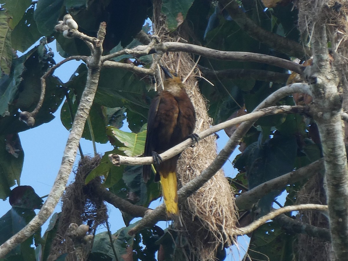 セアカオオツリスドリ - ML644449558