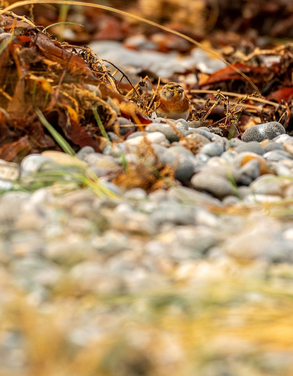 花雀 - ML644449560