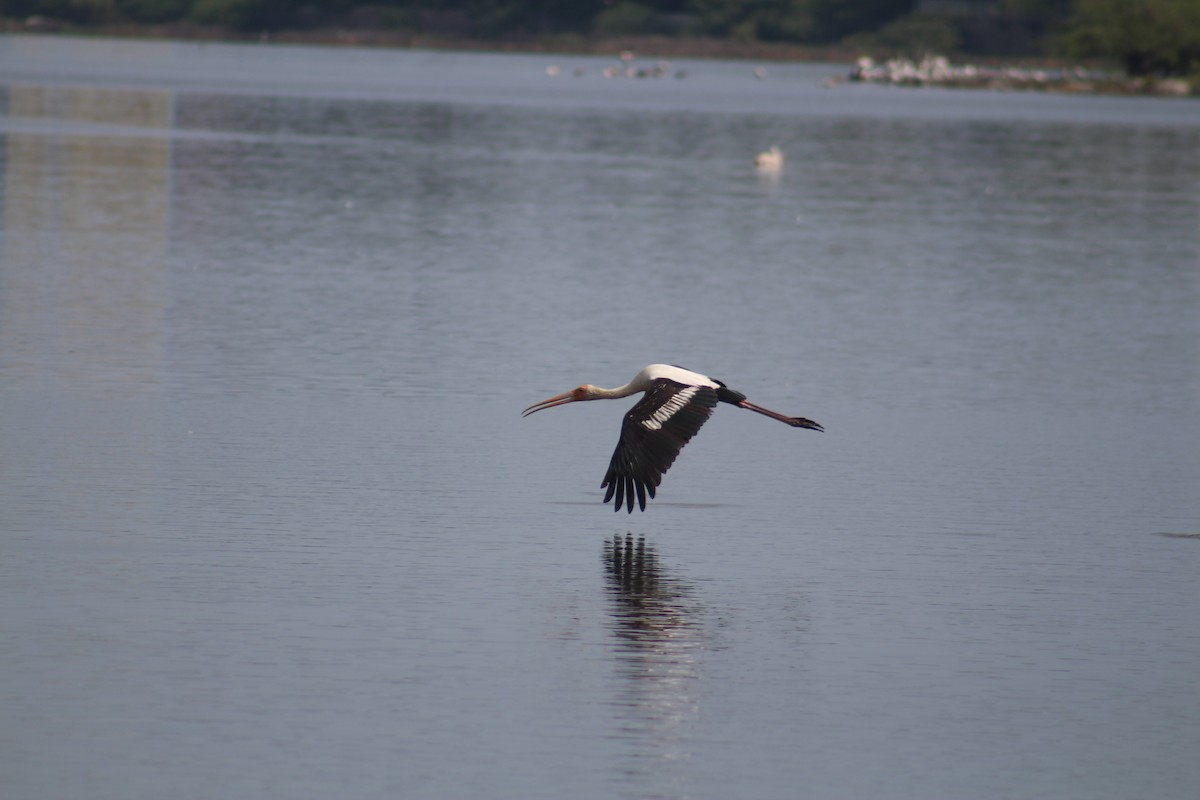 Painted Stork - ML644449561