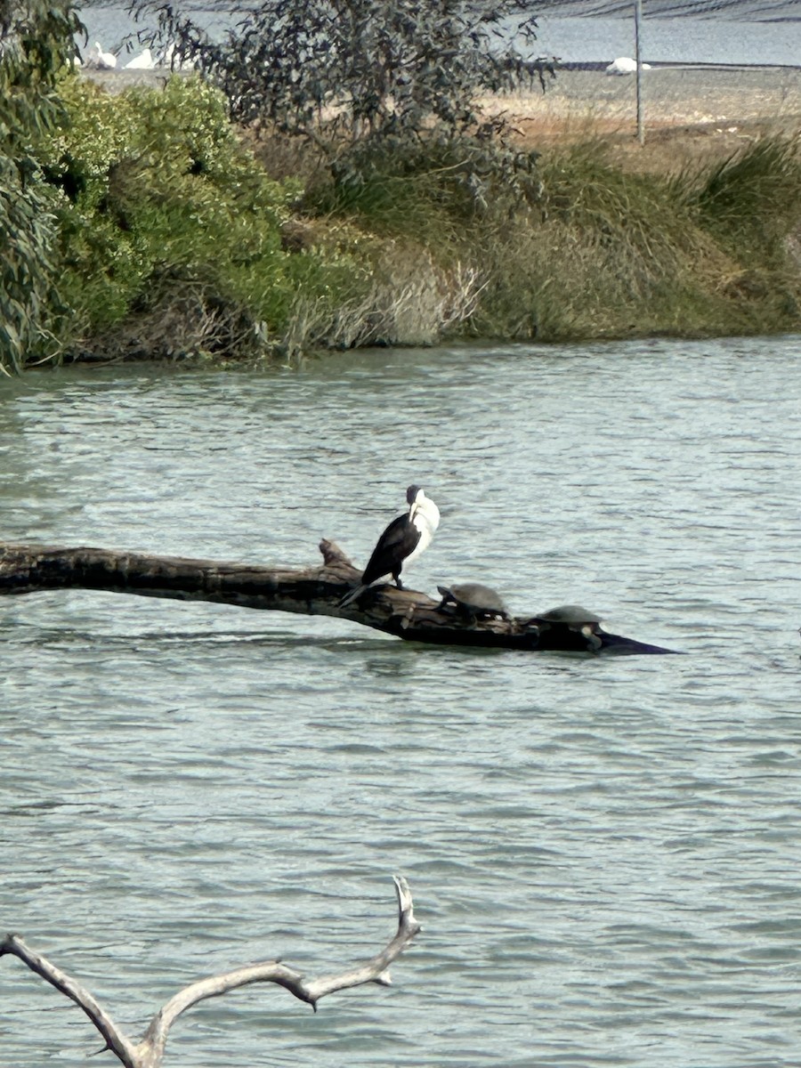 Pied Cormorant - ML644449562