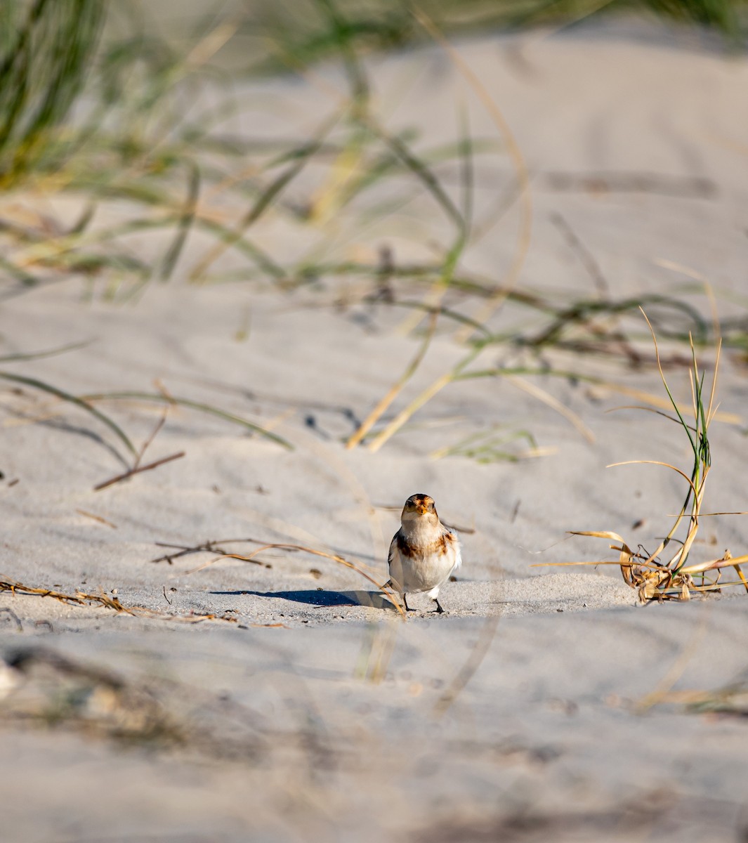 雪鵐 - ML644449563