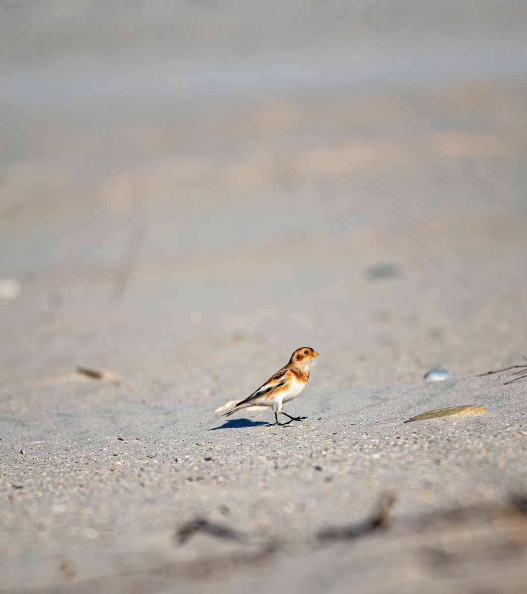 雪鵐 - ML644449564