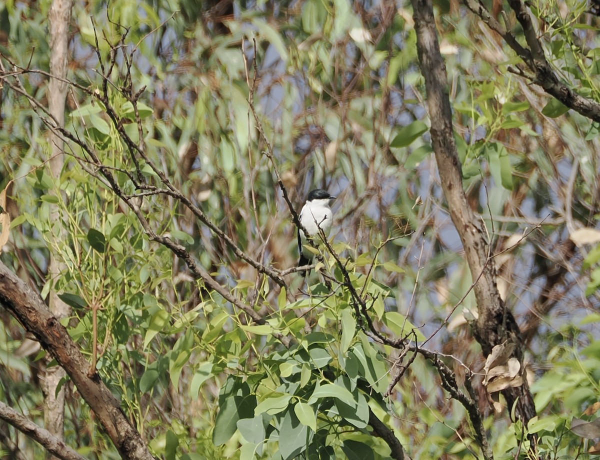 White-winged Triller - ML644449566
